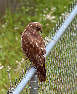 [Hawk still has one empty foot in the air as it is now turned to the other side looking down at the ground.]